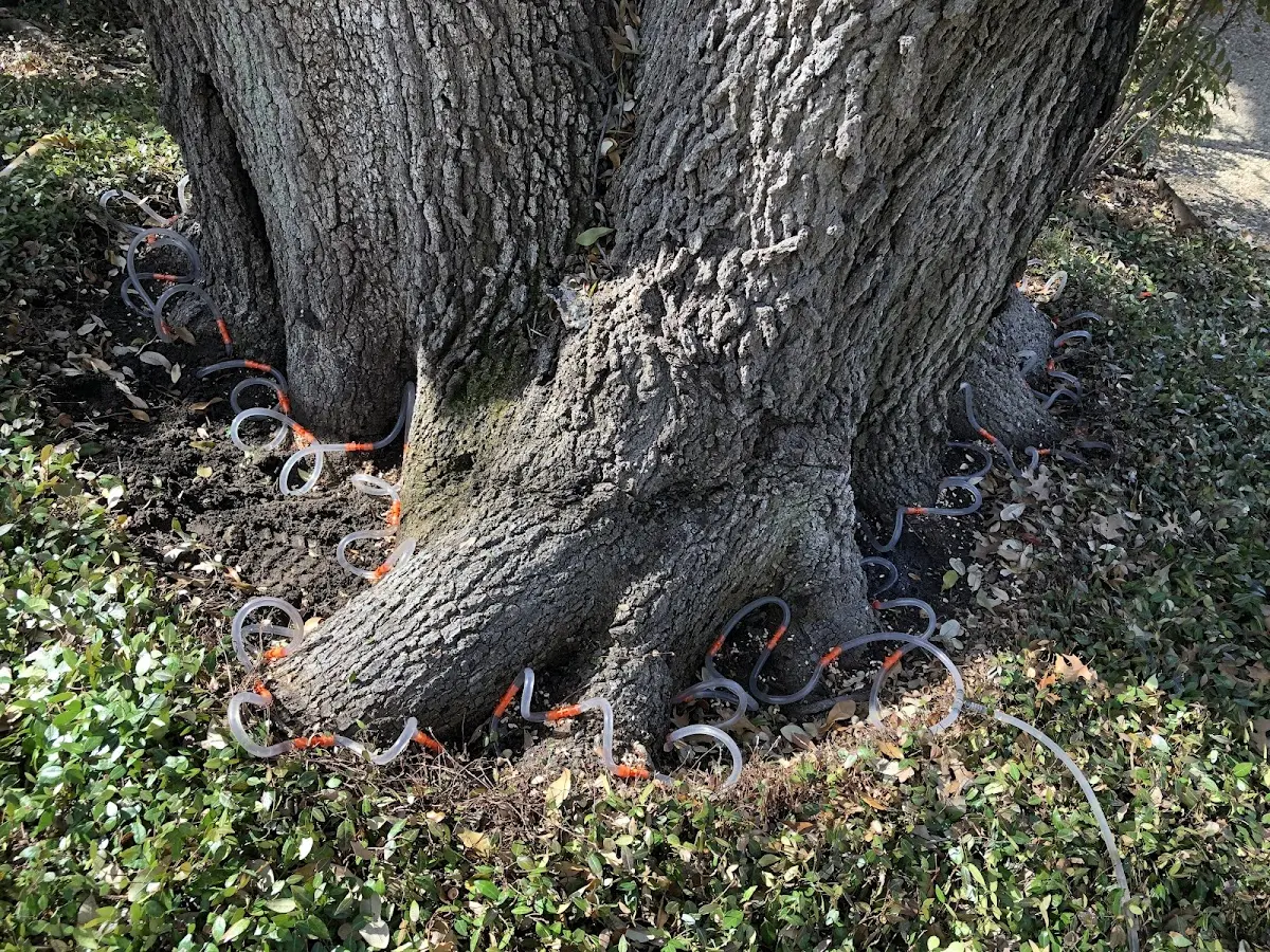 Detailed Tree Cabling and Bracing job site in Cripple Creek