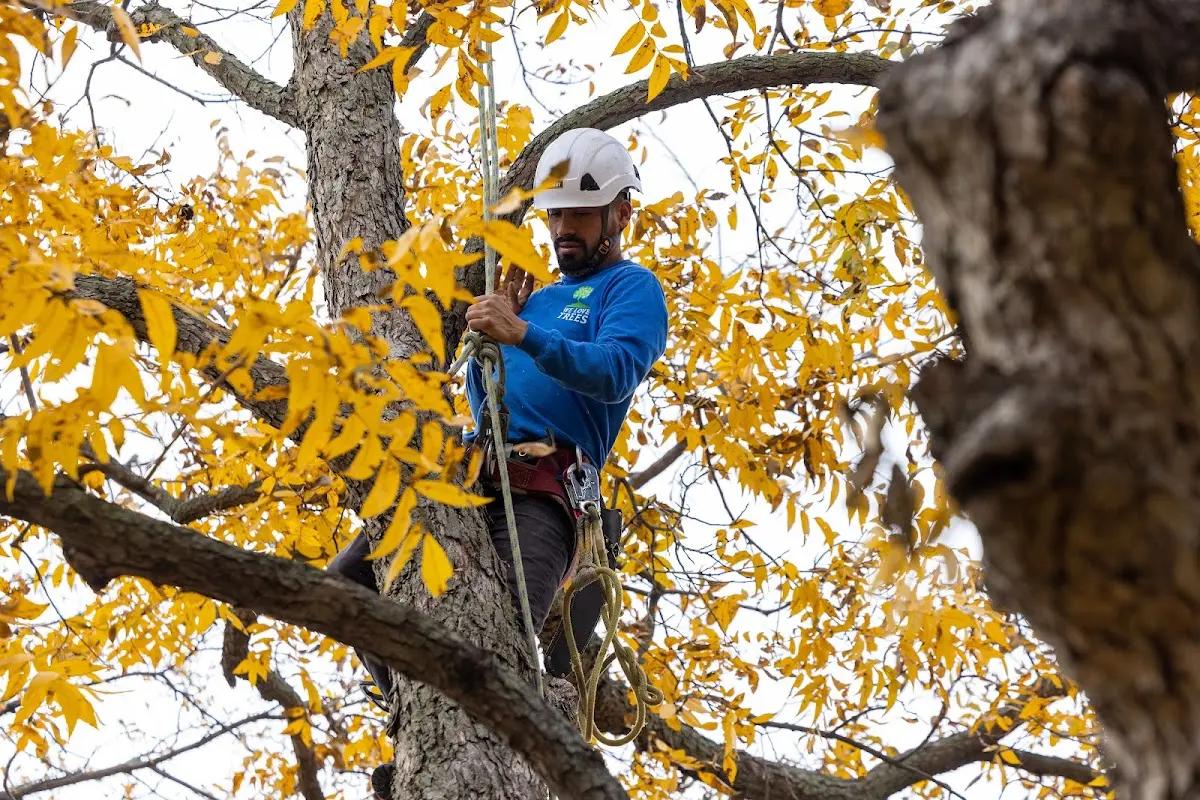Skilled Tree Pruning crew working in Cripple Creek