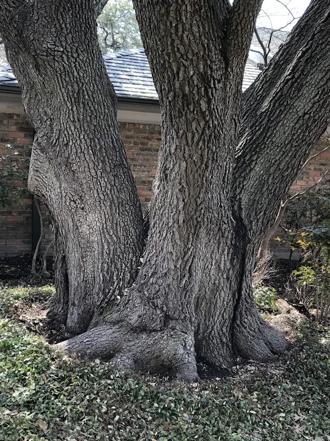 Mature heritage tree close to a Cripple Creek property cared for by certified arborists